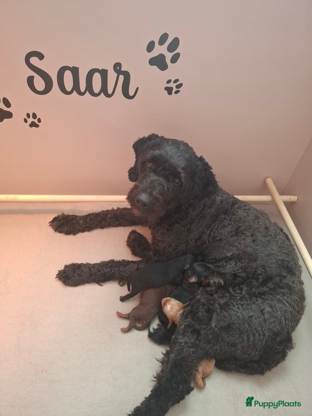 Poedel honden te koop: ❤️Prachtige middenslag poedel pups❤️ - Afbeelding 6