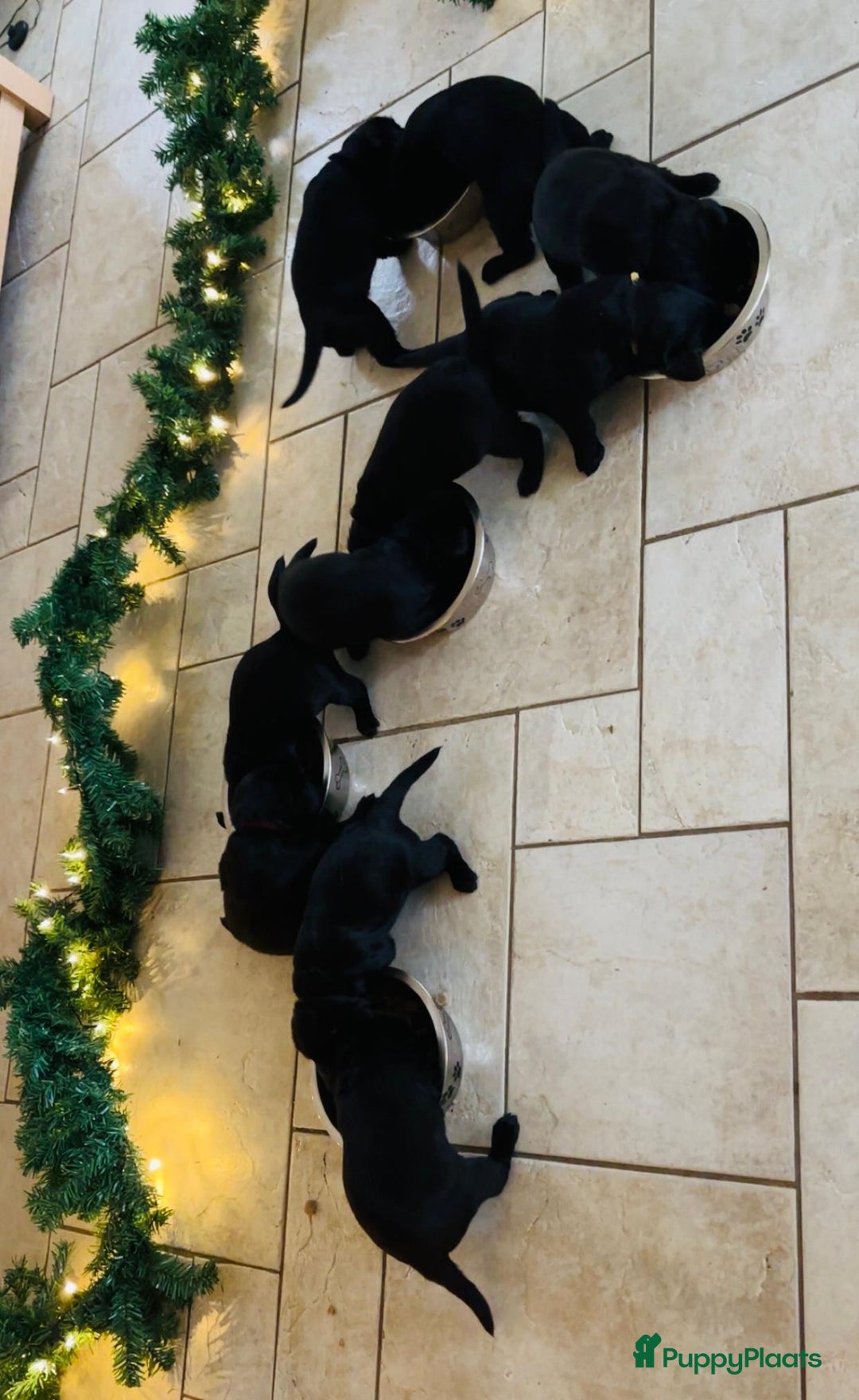 Kruising honden te koop: Puppy’s te koop – Labrador x Riesenschnauzer mix - Advertentie 30