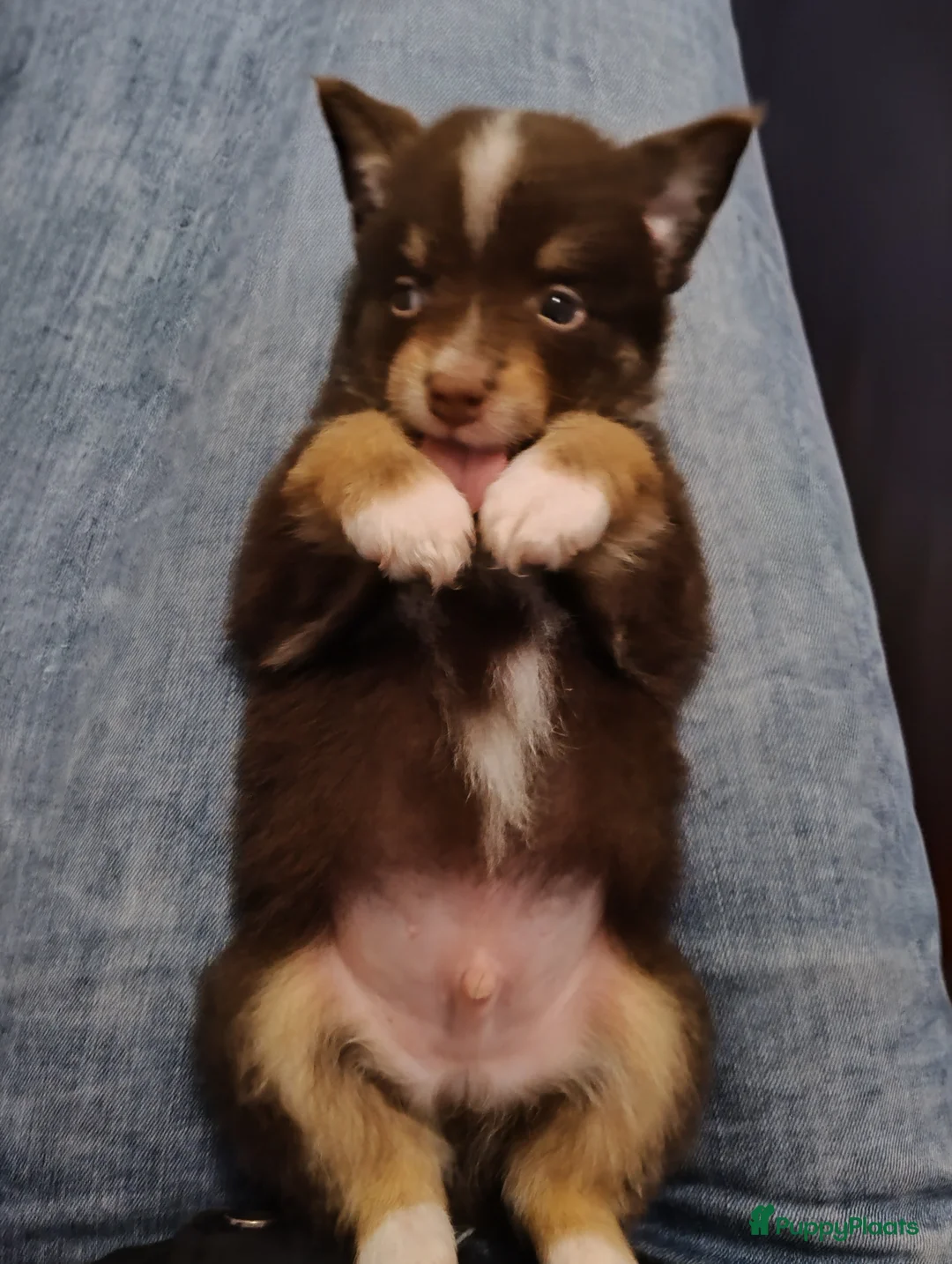 Kruising honden te koop: Chihuahua mix pups  - Advertentie 6