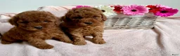 Poedel Toy honden te koop: Toy poedel abrikoos - Advertentie 4
