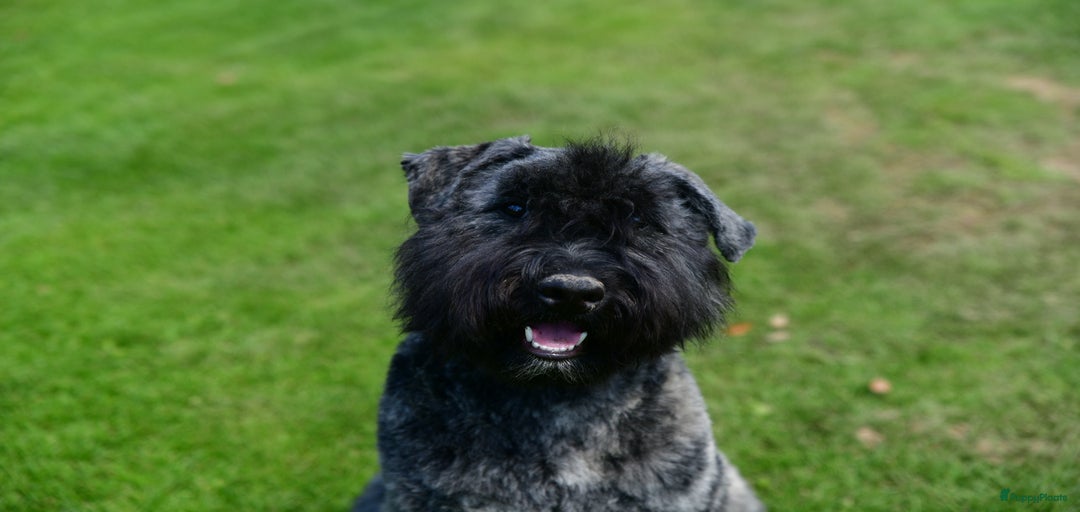 Galerij afbeelding {{count}}