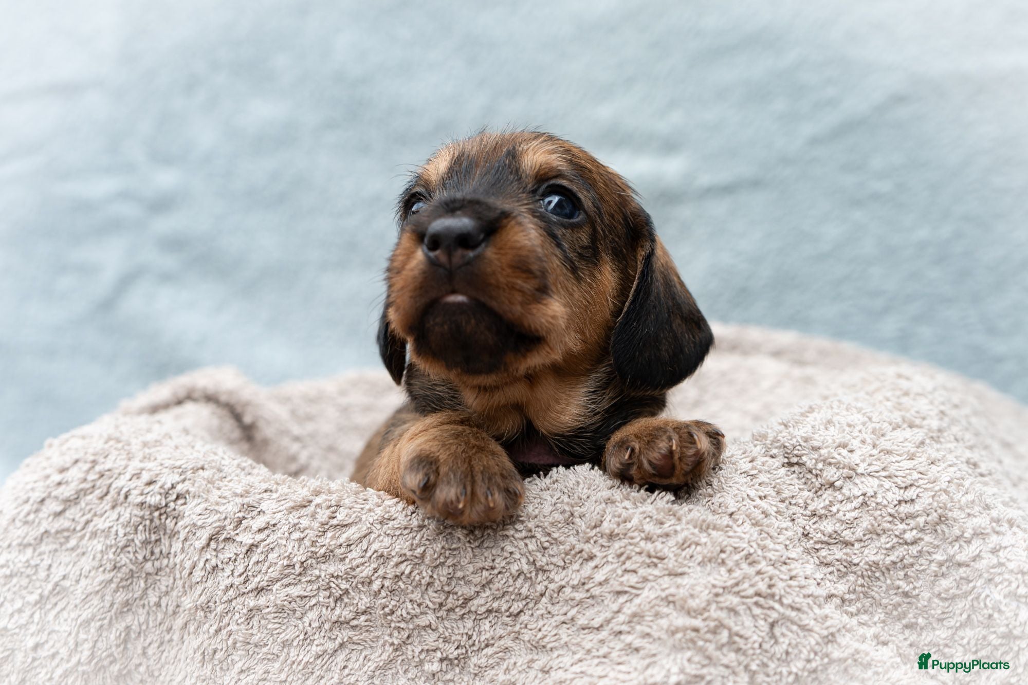 Ruwhaar Teckel honden Prachtige Ruwharige Teckel pups - Advertentie 2
