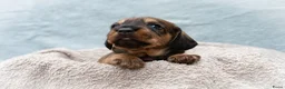 Ruwhaar Teckel honden te koop: Prachtige Ruwharige Teckel pups - Advertentie 2