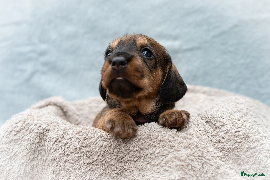 Ruwhaar Teckel honden te koop: Prachtige Ruwharige Teckel pups - Advertentie 2