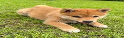 Shiba honden te koop: Shiba inu pups van top ouders - Advertentie 8
