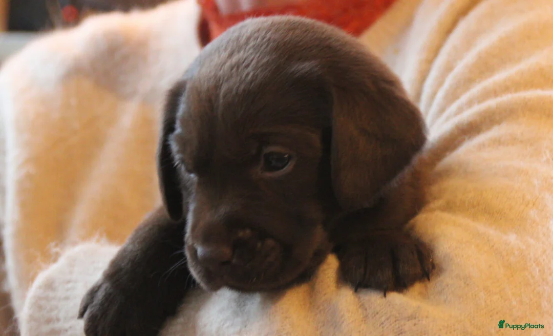 Labrador Retriever honden te koop: Prachtige chocoladebruine Labrador pups - Advertentie 6