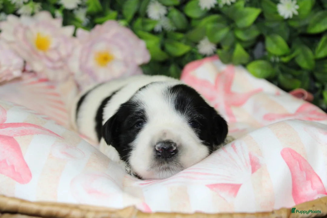 Tibetaanse Terriër honden te koop: Tibetaanse terrier pups  - Advertentie 2