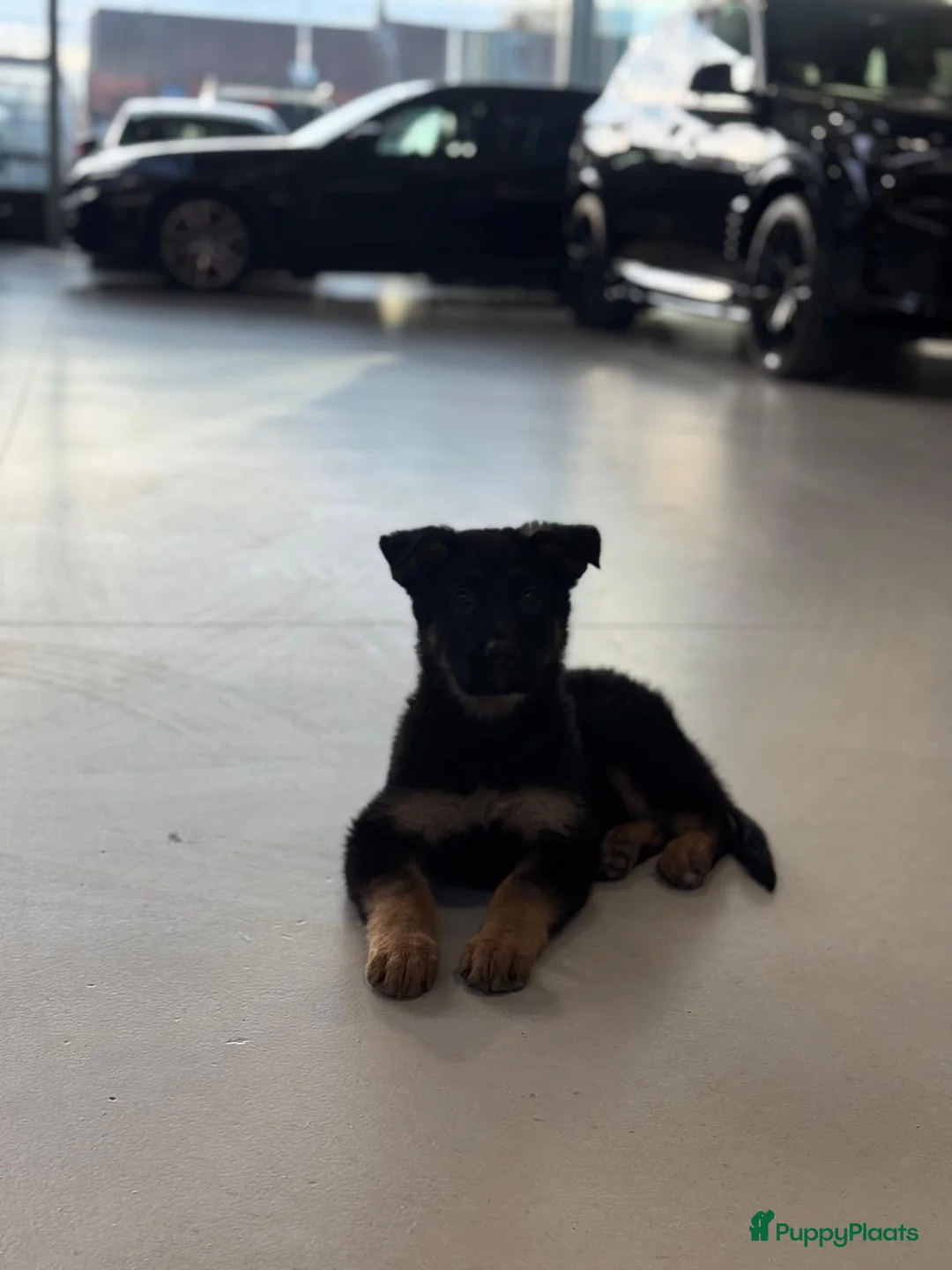 Duitse Herder honden te koop: Hallo, spijtig genoeg moet hij weg in Roosteren - Advertentie 2