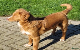 Nova Scotia Duck Tolling Retriever honden ter dekking: Nova scotia duck tolling retriever reu ter dekking in Heerewaarden - Afbeelding 4