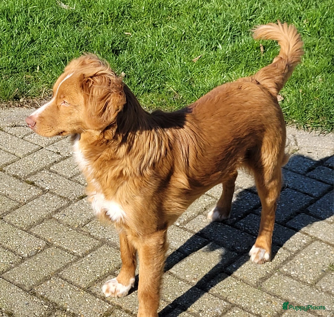 Nova Scotia Duck Tolling Retriever honden ter dekking: Nova scotia duck tolling retriever reu ter dekking in Heerewaarden - Afbeelding 4