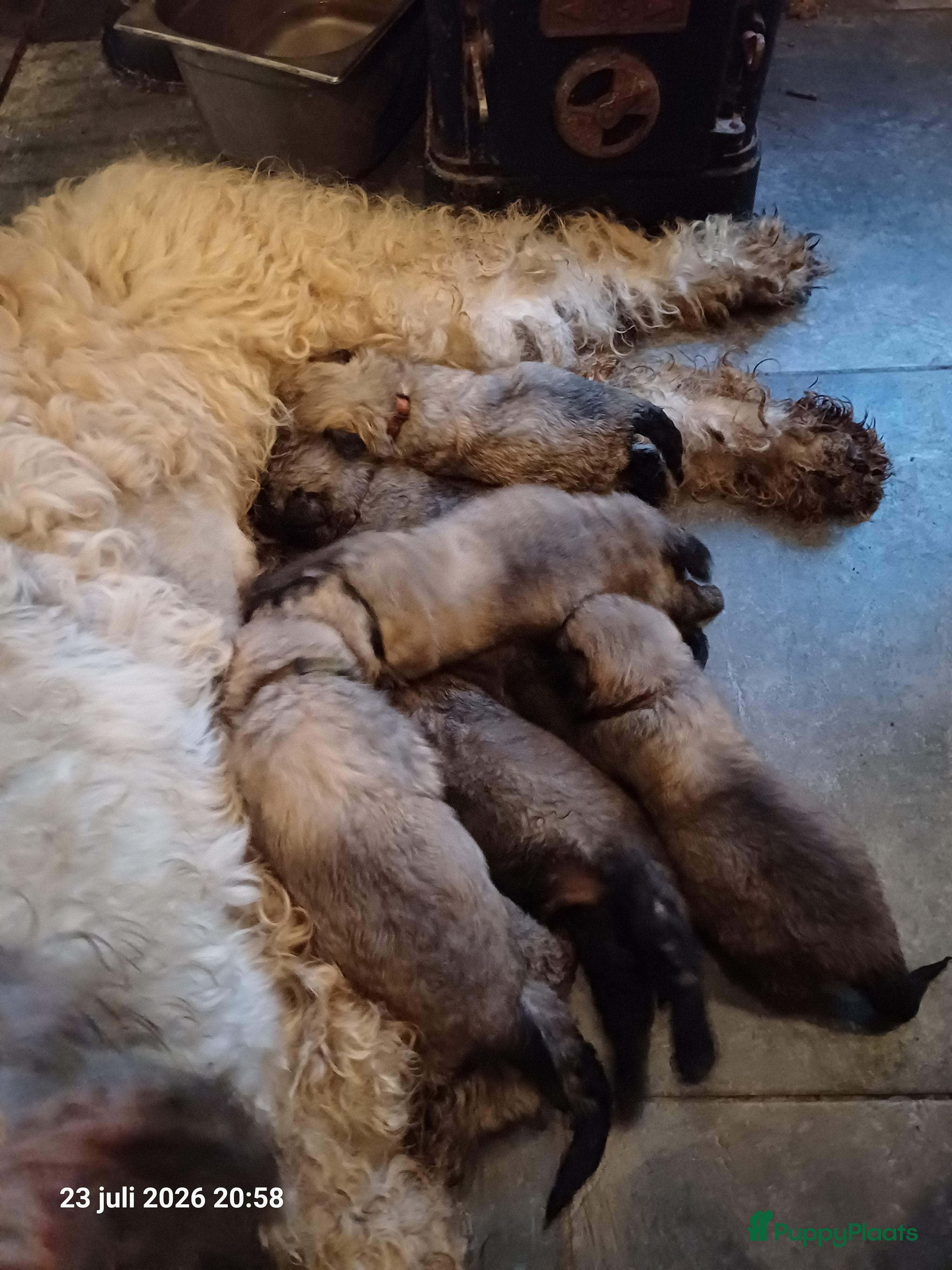 Bouvier des Flandres honden bouvierpups blond verwacht 18 sept 2026 - Advertentie 17