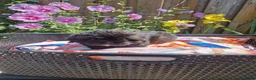 Shih Tzu honden te koop: Raszuivere shih tzu pups  - Advertentie 14