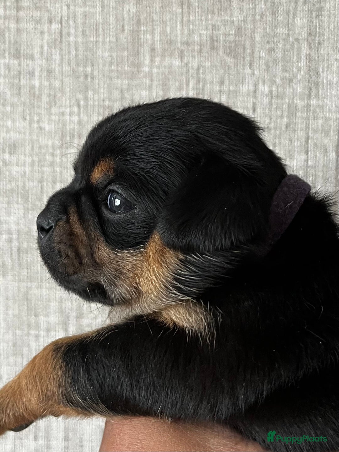 Dwergpinscher honden te koop: Carlin Pinscher Puppy’s te koop - Afbeelding 15