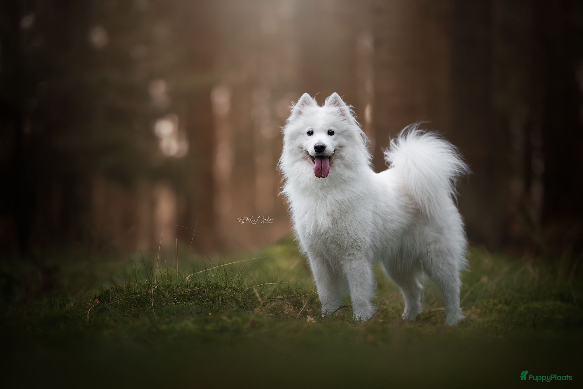 Samojeed honden Samojeed pups  - Advertentie 1