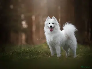 Samojeed honden Samojeed pups - Advertentie 1