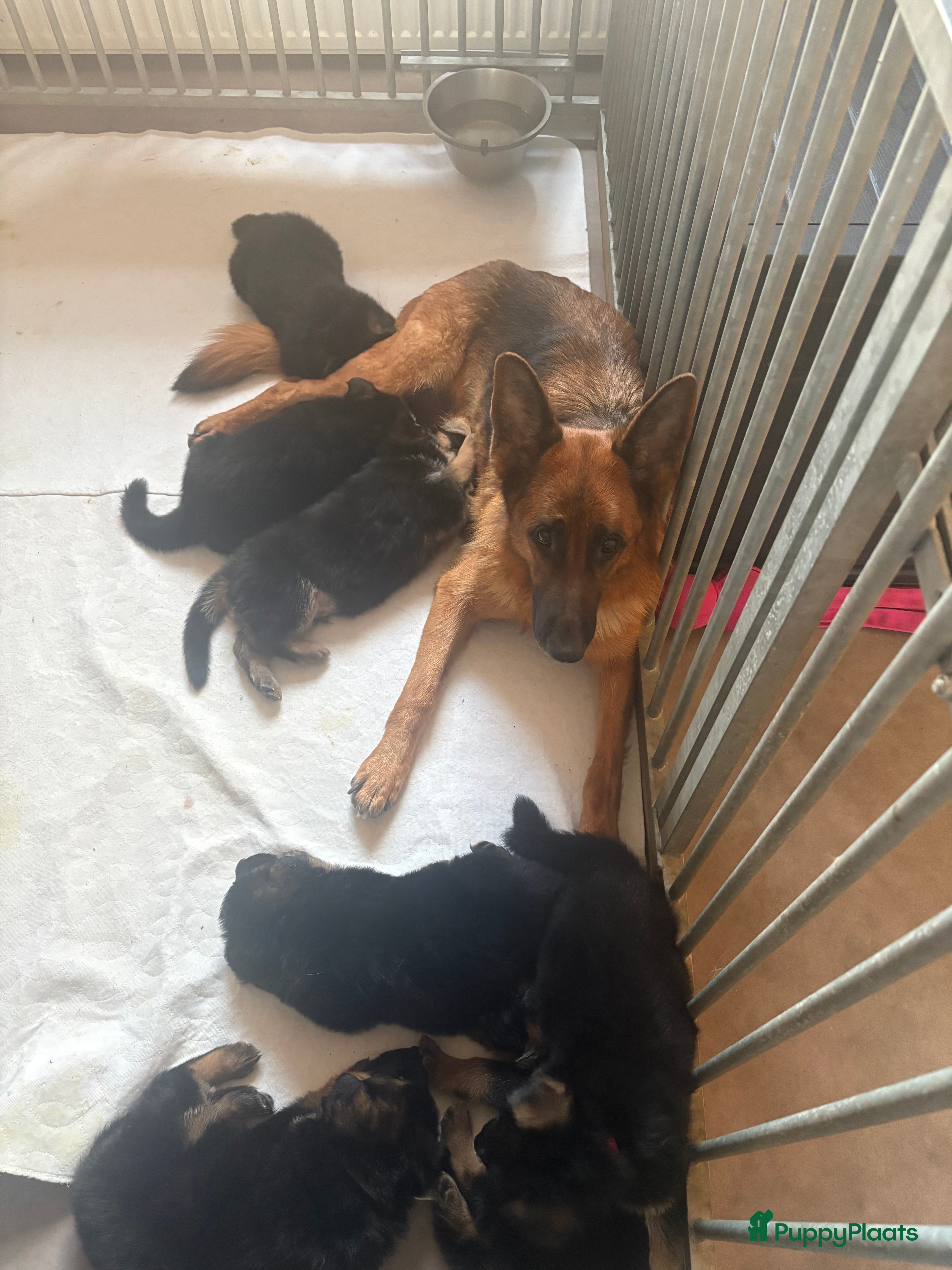 Duitse Herder honden duitse herder ouders HD/ED vrij foto’s per pup - Advertentie 9