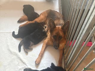 Duitse Herder honden duitse herder ouders HD/ED vrij foto’s per pup - Advertentie 9