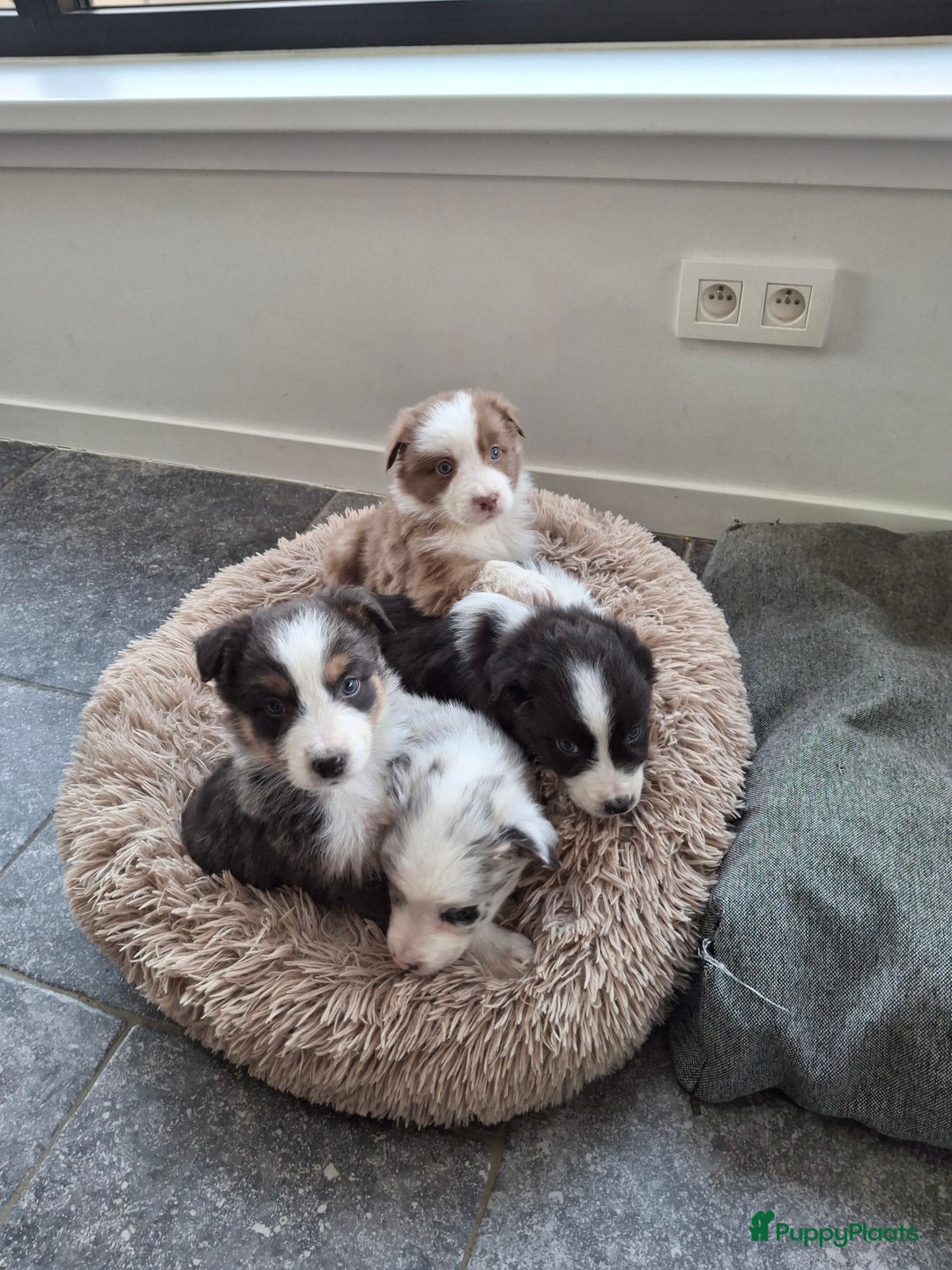 Australian Shepherd honden te koop: Raszuiver Australian Shepherd pups op de boerderij - Advertentie 1