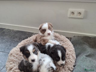 Australian Shepherd honden Raszuiver Australian Shepherd pups op de boerderij - Advertentie 9
