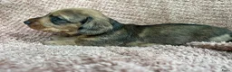 Ruwhaar Teckel honden te koop: De liefste getijgerde ruwharige teckel pups - Advertentie 7