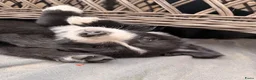 Kruising honden te koop: RESERVE LIJST/ 22 juli weg / incl. Video’s - Advertentie 5