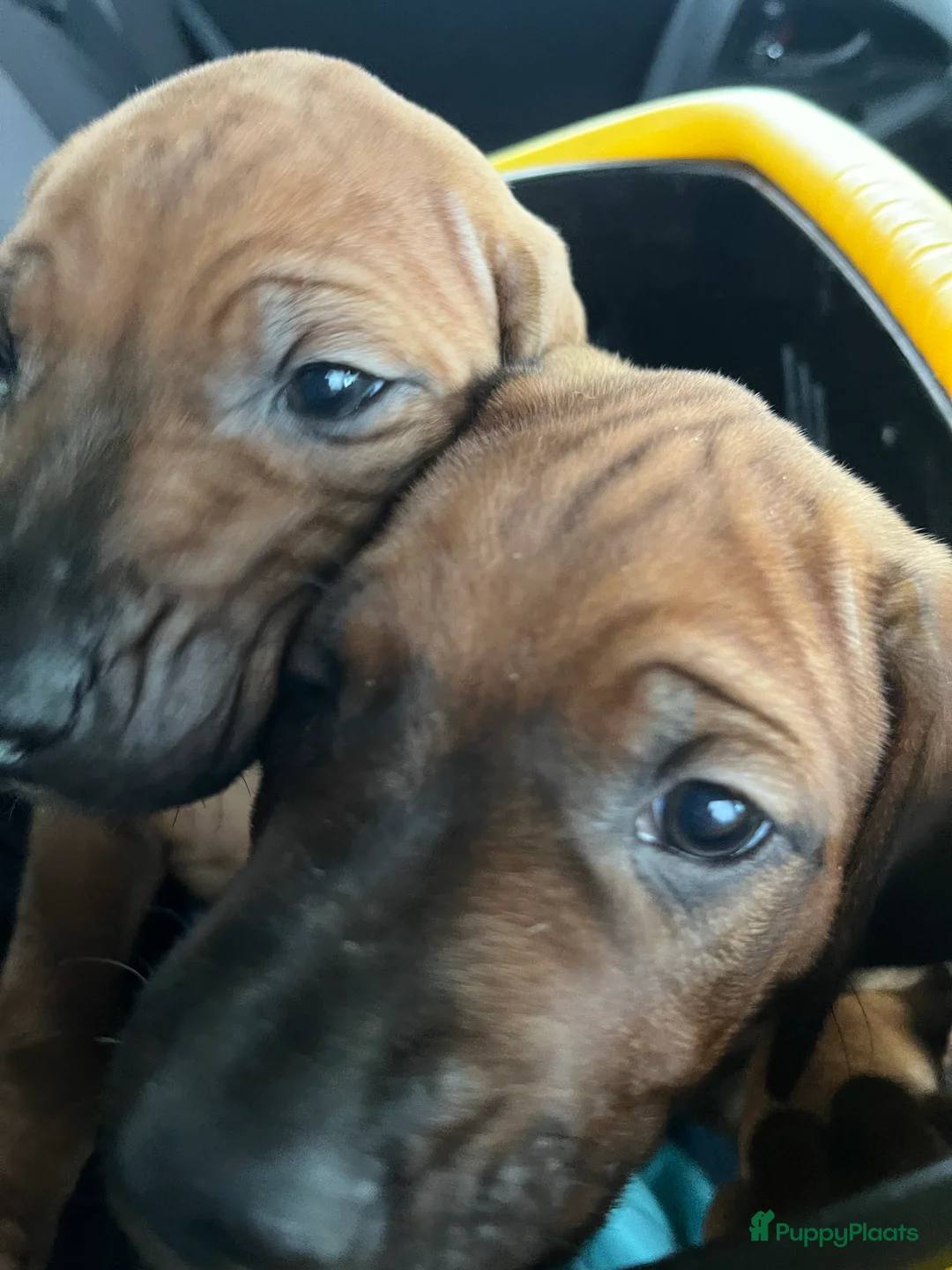 Galerij afbeelding {{count}}