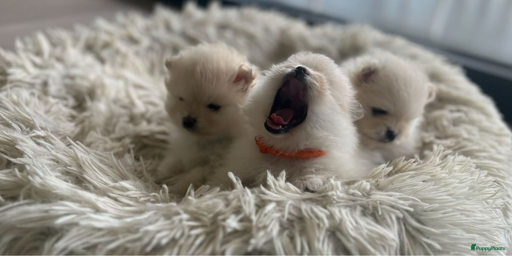 Pomeriaan honden Prachtige pomeriaan pups - Advertentie 1