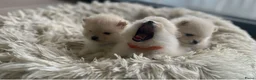 Pomeriaan honden te koop: Prachtige pomeriaan pups - Advertentie 1