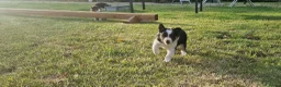 Border Collie honden te koop: Nog 1 Border Collie pup 3 kleur, heel verleidelijk - Advertentie 4