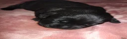 Labrador Retriever honden te koop: labrador pups, 5 teefjes en 3 reutjes beschikbaar. - Advertentie 7