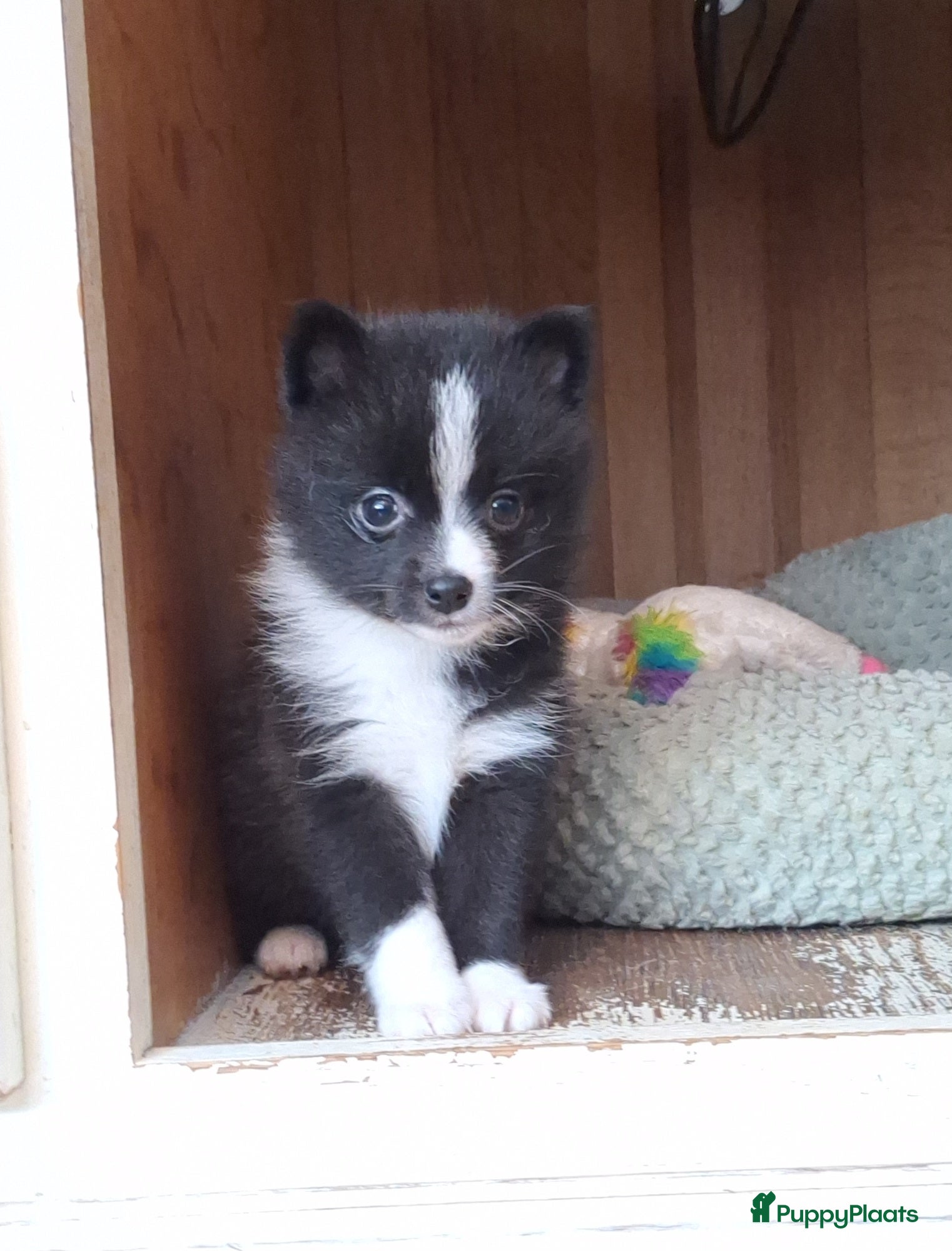 Pomsky honden te koop: Alice 🩷 F3b pomsky puppy - Advertentie 1