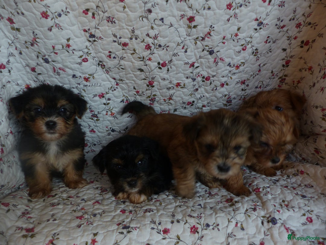 Yorkshire Terriër honden te koop: 5 pups Yorkshire Terrier gezond niet doorgefokt - Advertentie 17