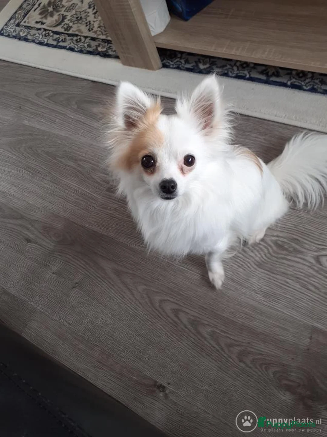 Chihuahua honden ter dekking: Dekreu in Ridderkerk - Advertentie 2