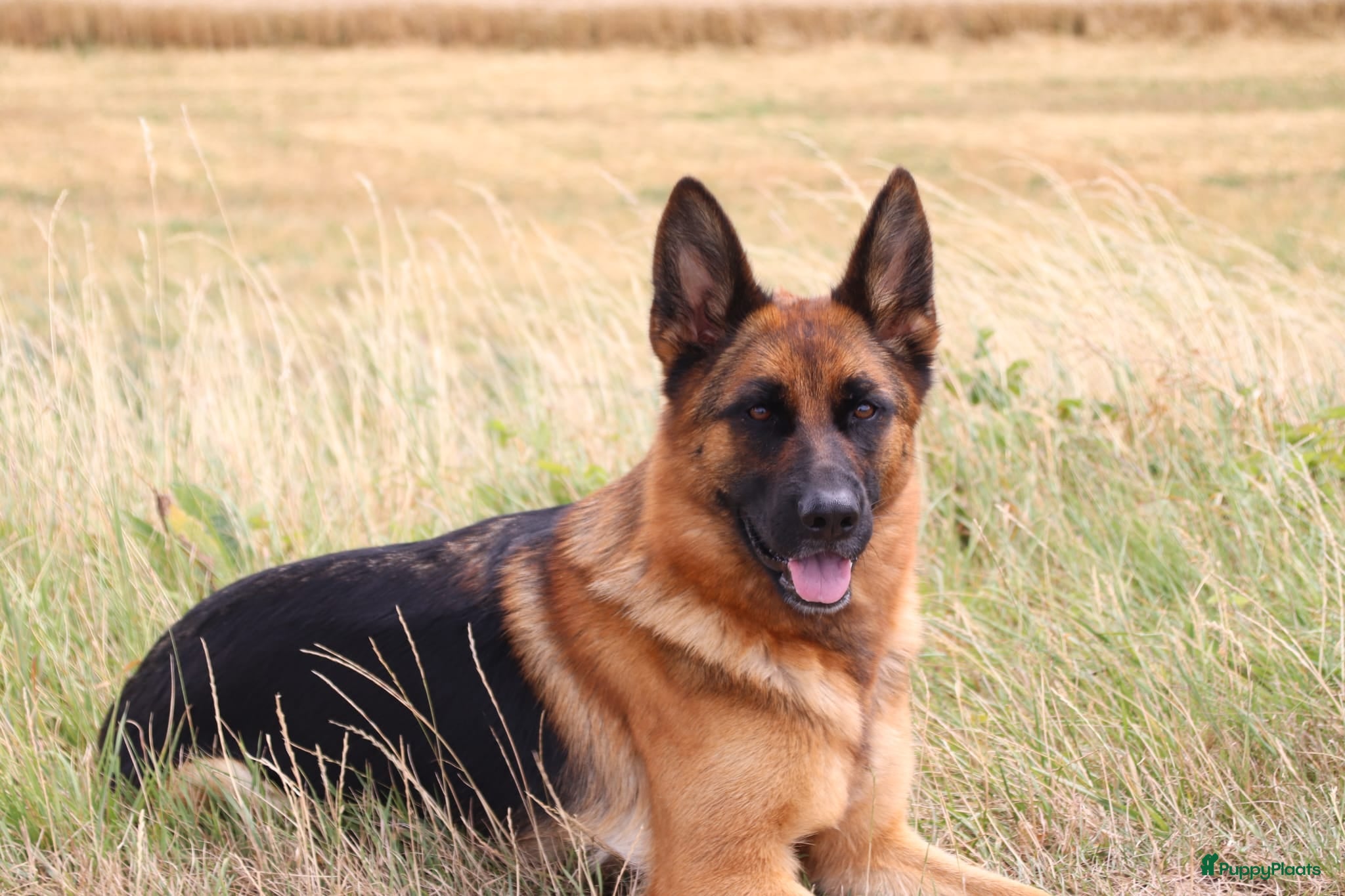 Duitse Herder honden Duitse herder pups te koop - Advertentie 1