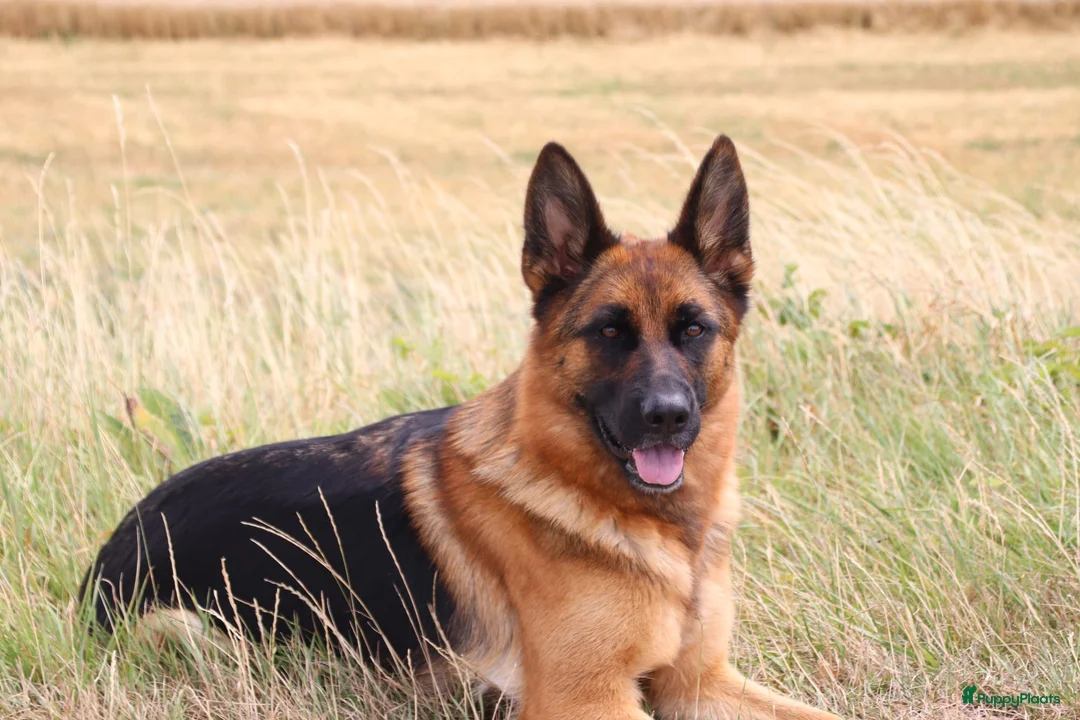 Duitse Herder honden te koop: Duitse herder pups te koop - Advertentie 1