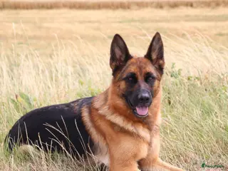 Duitse Herder honden Duitse herder pups te koop - Advertentie 1