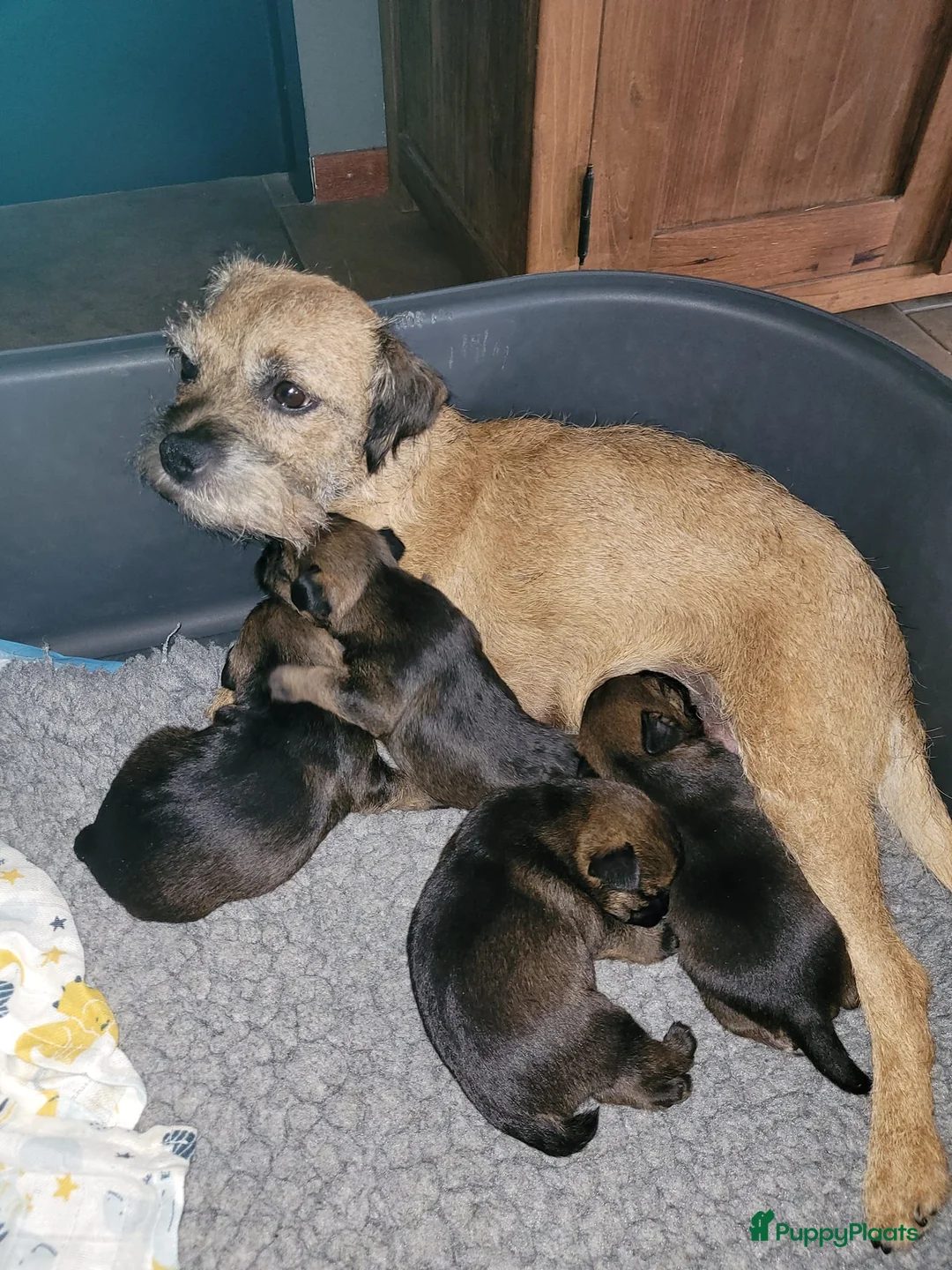 Border Terriër honden ter dekking: Border Terrier Dekreu!  06 41290018 in Losser - Advertentie 8