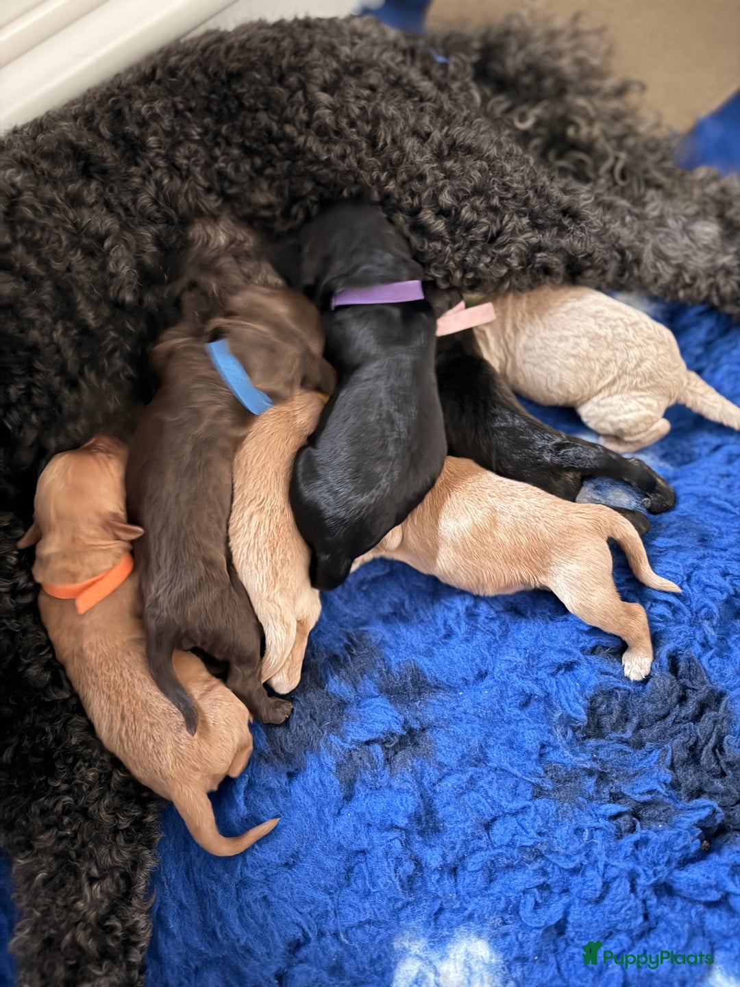 Kruising honden te koop: Goldendoodle/labradoodle  - Advertentie 5