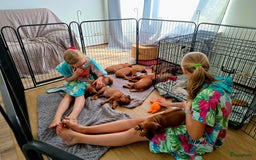 Rhodesian Ridgeback honden te koop: Rhodesian Ridgeback pups+stamboom 2reutjes 8weken  in Wierden - Afbeelding 8
