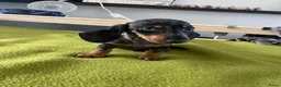 Teckel (korthaar)  honden te koop: Te koop nog 1 reutje kanichen  teckel  - Advertentie 8