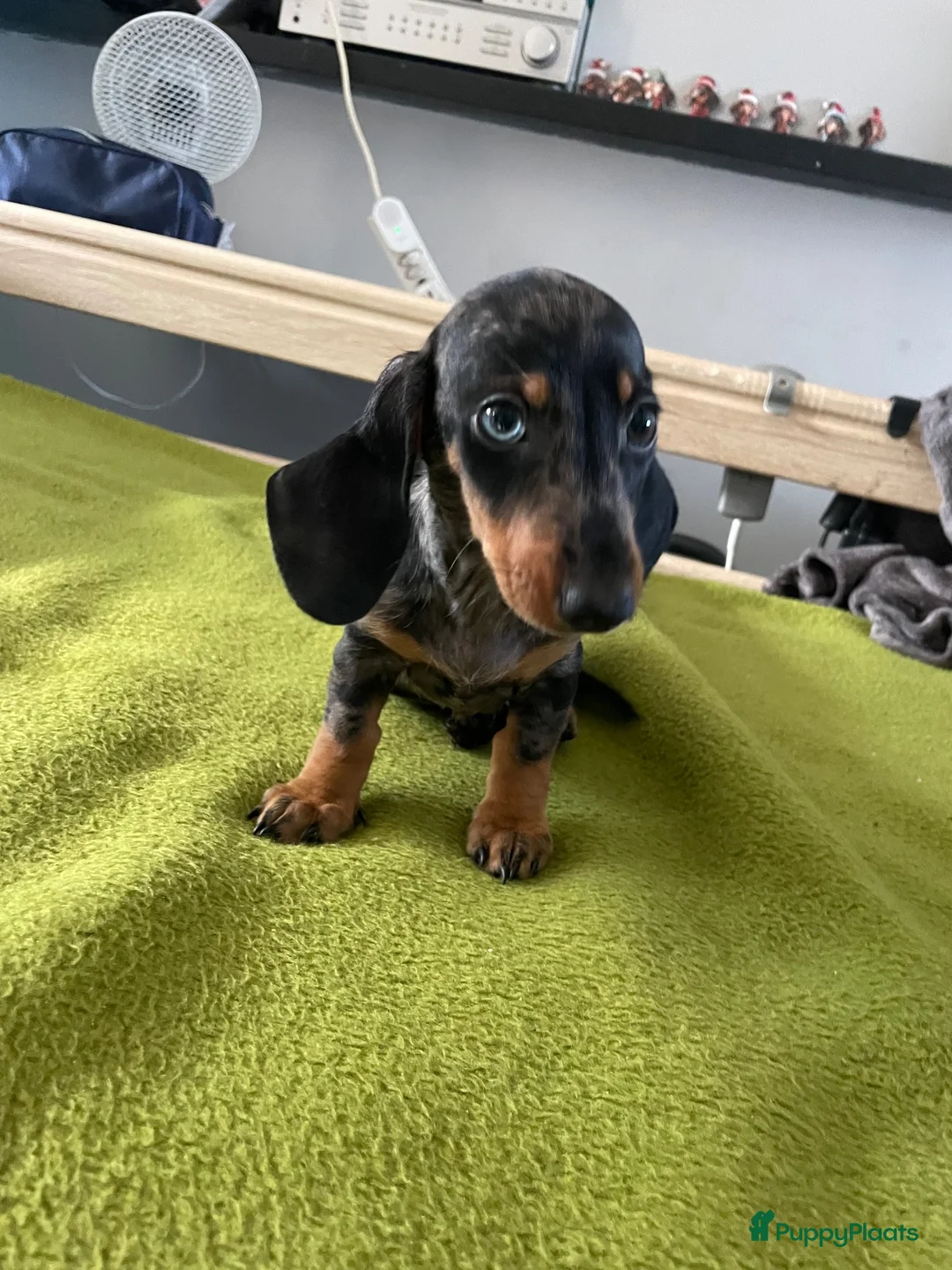 Teckel (korthaar)  honden te koop: Te koop nog 1 reutje kanichen  teckel  - Advertentie 8