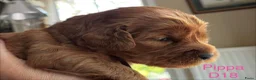 Australian Labradoodle honden te koop: Medium Australian Labradoodle puppy's - Advertentie 10