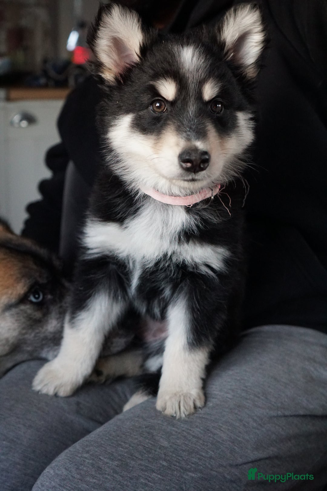 Kruising honden te koop: Prachtige Husky x Mechelse herder kruising pups - Advertentie 4