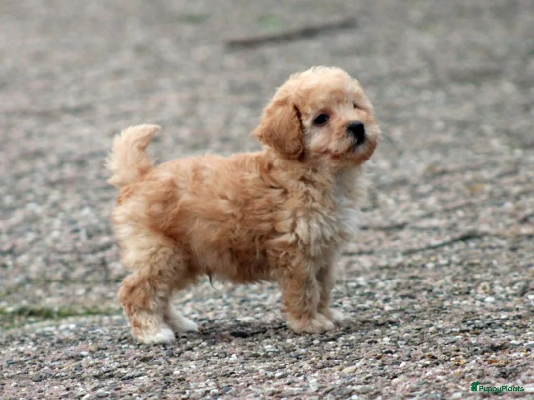 Maltipoo honden te koop: Maltipoo pups - Advertentie 4