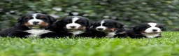 Berner Sennenhond honden te koop: *verkocht* Prachtige Berner Sennenpups metstamboom - Advertentie 4