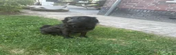 Kruising honden te koop: Mooie en lieve kruising gezinshonden (pups) in Weerselo - Advertentie 3