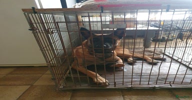 Mechelse Herder honden - Advertentie 2
