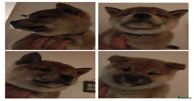 Shiba honden - Advertentie 13