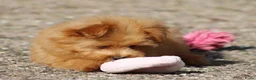 Kruising honden te koop: Vrolijke Kruising Dwergpoedel. - Advertentie 8