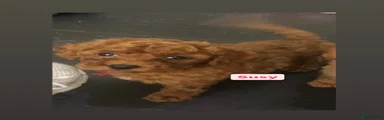 Kruising 4